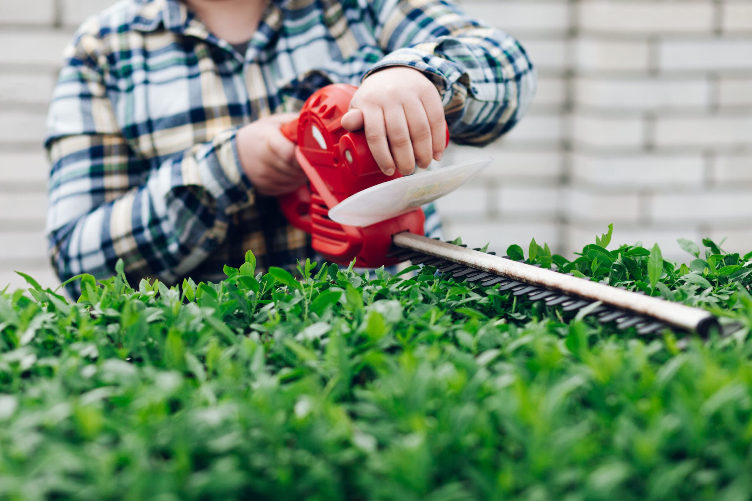 shrub care in tuscaloosa