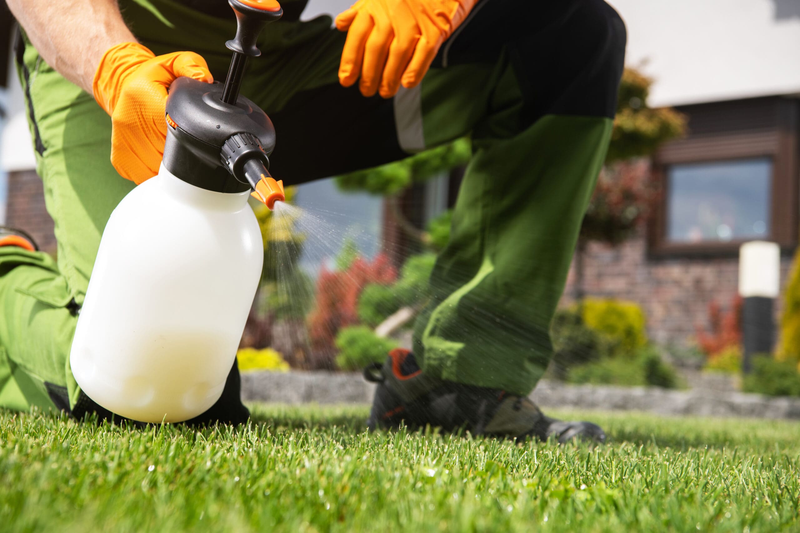 weeding - spraying with pre emergent